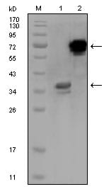 Figure 1: Western blot analysis using HPS1 mouse mAb against truncated HPS1 recombinant protein (1) and HPS1-hIgGFc transfected CHO-K1 cell lysate (2).