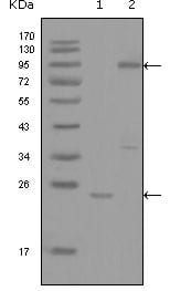 Figure 1: Western blot analysis using YES1 mouse mAb against truncated YES1-His recombinant protein (1) and full-length GFP-YES1(aa1-543) transfected COS7 cell lysate (2).