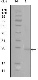 Figure 1: Western blot analysis using GATA3 mouse mAb against truncated GATA3-His recombinant protein (1).