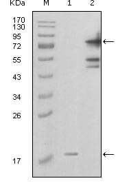 Figure 1: Western blot analysis using PBEF1 mouse mAb against truncated PBEF1-His recombinant protein (1) and full-length GFP-PBEF1(aa1-491) transfected COS7 cell lysate (2).