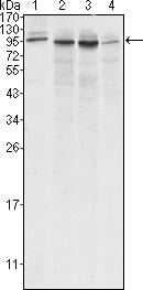 Figure 1: Western blot analysis using Calnexin mouse mAb against A431 (1), Hela (2), MCF-7 (3) and A549 (4) cell lysate.