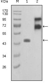 Figure 1: Western blot analysis using FBLN2 mouse mAb against truncated FBLN2-Trx recombinant protein (1) and truncated FBLN2 (aa28-444)-hIgGFc transfected COS7 cell lysate(2).