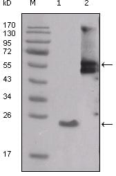 Figure 1: Western blot analysis using SRC mouse mAb against truncated SRC-His recombinant protein (1) and PMA treated THP-1 cell lysate (2).