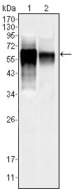 Figure 1: Western blot analysis using MAPK10 mouse mAb against NIH/3T3 (1) and SKN-SH (2) cell lysate.
