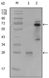 Figure 1: Western blot analysis using SYK mouse mAb against truncated SYK-His recombinant protein (1) and PMA induced THP-1 cell lysate (2).