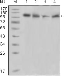 Figure 1: Western blot analysis using PYK2 mouse mAb against Raji (1), PMA induced THP-1 (2), Jurkat (3) and Ramos (4) cell lysate.