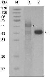 Figure 1: Western blot analysis using PAR4 mouse mAb against full-length Trx-Par4 recombinant protein (1) and Hela cell lysate (2).