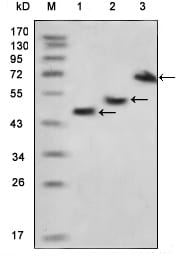 Figure 1: Western blot analysis using MBP mouse mAb against various fusion protein with MBP tag.