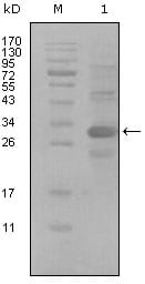 Figure 1: Western blot analysis using ALCAM mouse mAb against truncated Trx-ALCAM recombinant protein (1).