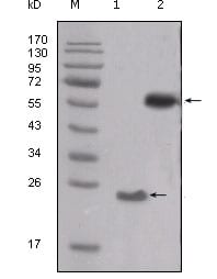 Figure 1: Western blot analysis using SRC mouse mAb against truncated SRC-His recombinant protein (1) and PMA treated THP-1 cell lysate (2).