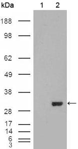 Figure 1: Western blot analysis using CA1 mouse mAb against HEK293T cells transfected with the pCMV6-ENTRY control (1) and pCMV6-ENTRY CA1 cDNA (2).