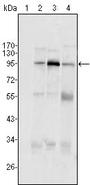 Figure 1: Western blot analysis using SND1/P100 mouse mAb against Hela (1), Jukat (2), HepG2 (3) SMMC-7721 (4) cell lysate.