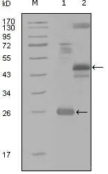 Figure 1: Western blot analysis using MAP4K4 mouse mAb against truncated Trx-MAP4K4 recombinant protein (1), MBP-MAP4K4 (aa300-400) recombinant protein (2) and MAP4K4(aa194-436)-hIgGFc transfected CH0-K1 cell lysate(3).