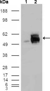 Figure 1: Western blot analysis using FRK mouse mAb against HEK293T cells transfected with the pCMV6-ENTRY control (1) and pCMV6-ENTRY FRK cDNA (2).