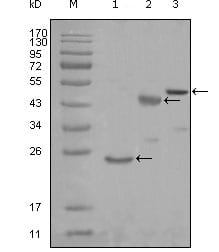 Figure 1: Western blot analysis using KARS mouse mAb against truncated Trx-KARS recombinant protein (1), truncated MBP-KARS (aa90-174) and full length KARS (aa1-188) transfected CHO-K1 cell lysate (3).