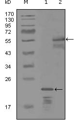 Figure 1: Western blot analysis using ERBB3 mouse mAb against truncated Trx-ERBB3 recombinant protein (1) and MBP-ERBB3 (aa1175-1275) recombinant protein (2).