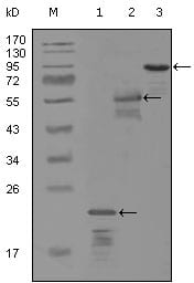 Figure 1: Western blot analysis using ERBB3 mouse mAb against truncated Trx-ERBB3 recombinant protein (1), MBP-ERBB3 (aa1175-1275) recombinant protein (2) and truncated ERBB3(aa665-1342)-hIgGFc transfected CH0-K1 cell lysate (3).