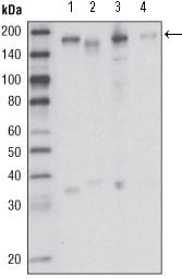 Figure 1: Western blot analysis using RON mouse mAb against HCC827 (1), HT-29 (2), HCT-116 (3) and BxPC-3 (4) cell lysate.