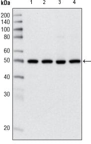 Figure 1: Western blot analysis using HDAC3 mouse mAb against Hela (1), NIH/3T3 (2), C6 (3) and COS (4) cell lysate.