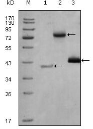 Figure 1: Western blot analysis using HDAC3 mouse mAb against truncated Trx-HDAC3 recombinant protein (1), full length HDAC3-hIgGFc (aa1-428) transfected CHO-K1 cell lysate(2) and Hela cell lysate (3).