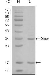Figure 1: Western blot analysis using EP300 mouse mAb against truncated EP300-His recombinant protein (1).