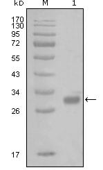 Figure 1: Western blot analysis using PAR1 mouse mAb against truncated GST-PAR1 recombinant protein (1).
