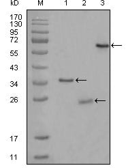 Figure 1: Western blot analysis using CD33 mouse mAb against truncated Trx-CD33 recombinant protein (1),truncated CD33 (aa48-258)-His recombinant protein (2) and truncated CD33 (aa18-259)-hIgGFc transfected CHO-K1 cell lysate (3).