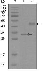 Figure 1: Western blot analysis using SOX2 mouse mAb against truncated Trx-SOX2 recombinant protein (1) and truncated MBP-SOX2(aa1-170) recombinant protein (2).