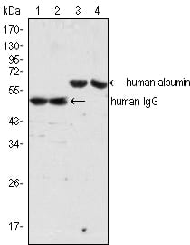 Figure 1: Western blot analysis using human Albumin mouse mAb (lane 3, 4) and human IgG mouse mAb(lane 1, 2) against human serum (lane 1, 3) and plasma (lane 2, 4).