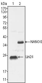Figure 1: Western blot analysis using LIN28 mouse mAb against NTERA-2 cell lysate (1).