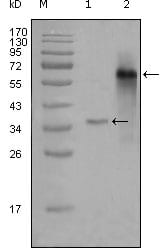 Figure 1: Western blot analysis using NCOA3 mouse mAb against truncated Trx-NCOA3 recombinant protein (1) and truncated NCOA3 (aa1-200)-hIgGFc transfected CHOK1 cell lysate (2).