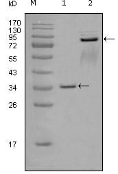 Figure 1: Western blot analysis using EphA7 mouse mAb against truncated GST-EphA7 recombinant protein (1) and truncated EphA7 (aa25-556)-hIgGFc transfected CHOK1 cell lysate (2).