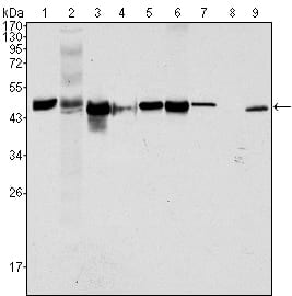 Figure 1: Western blot analysis using CK18 mouse mAb against Hela (1), NIH/3T3 (2), A549 (3), Jurkat (4), MCF-7(5), HepG2 (6), A431 (7), HEK293 (8) and K562 (9) cell lysate.