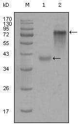 Figure 1: Western blot analysis using anti-KRT19 monoclonal antibody against truncated KRT19-His recombinant protein (1) and full-length KRT19(aa1-400)-hIgGFc transfected CHO-K1 cell lysate(2).