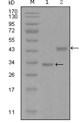 Figure 1: Western blot analysis using SKP2 mouse mAb against truncated Trx-SKP2 recombinant protein (1) and GST-SKP2 (aa1-130) recombinant protein (2).