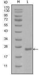 Figure 1: Western blot analysis using Oct4 mouse mAb against recombinant Oct4 protein with Trx tag (1).