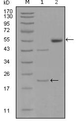 Figure 1: Western blot analysis using EPHA5 mouse mAb against truncated EPHA5-His recombinant protein (1) and truncated EPHA5(aa620-774)-hIgGFc transfected CHO-K1 cell lysate(2).