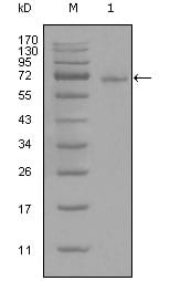Figure 1: Western blot analysis using STAT3 mouse mAb against full-length STAT3-His recombinant protein (1).