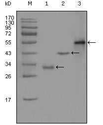 Figure 1: Western blot analysis using PEG10 mouse mAb against truncated Trx-PEG10 recombinant protein (1),truncated GST-PEG10 (aa1-120) recombinant protein (2) and full-length PEG10 (aa1-325)-hIgGFc transfected CHO-K1 cell lysate (3).