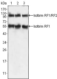 Figure 1: Western blot analysis using PEG10 mouse mAb against HepG2 (1), SMMC-7721 (2) and A549 (3) cell lysate.