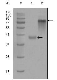 Figure 1: Western blot analysis using KRT19 mouse mAb against truncated KRT19-His recombinant protein (1) and full-length KRT19(aa1-400)-hIgGFc transfected CHO-K1 cell lysate(2).