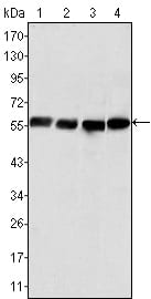 Figure 1: Western blot analysis using Vimentin mouse mAb against Hela (1), COS (2), HEK293 (3) and U20S (4) cell lysate.