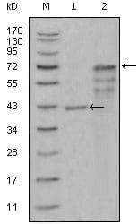 Figure 1: Western blot analysis using CHIT1 mouse mAb against truncated Trx-CHIT1 recombinant protein (1) and truncated CHIT1 (aa22-466)-hIgGFc transfected CHO-K1 cell lysate (2).