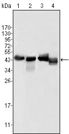Figure 1: Western blot analysis using APOA4 mouse mAb against human serum (1), human plasma (2), HepG2 cell lysate (3) and SMMC-7721 cell lysate (4).
