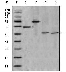 Figure 1: Western blot analysis using APOA4 mouse mAb against truncated APOA4-His recombinant protein (1),truncated APOA4(aa21-396)-hIgGFc transfected CHO-K1 cell lysate(2),human serum (3) and human plasma (4).