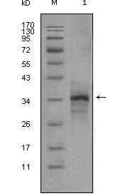 Figure 1: Western blot analysis using Myostatin mouse mAb against truncated Myostatin-His recombinant protein (1).