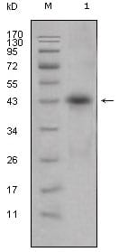Figure 1: Western blot analysis using APOL1 mouse mAb against human plasma (1).