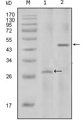 Figure 1: Western blot analysis using IL2 mouse mAb against full-length IL2 recombinant protein with Trx tag (1) and full-length IL2-hIgGFc transfected HEK293 cell lysate(2).