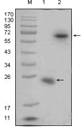 Figure 1: Western blot analysis using R-spondin1 mouse mAb against recombinant R-spondin1 protein (1) and R-spondin1(aa21-263)-hIgGFc transfected HEK293 cell lysate(2).