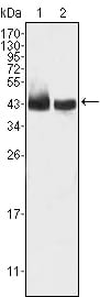 Figure 1: Western blot analysis using KLF15 mouse mAb against HepG2 (1) and SMMC-7721 (2) cell lysate.